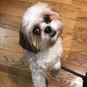 Meet your Posher, Savannah